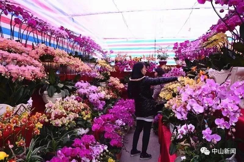 花儿约你来!中山多地迎春花市即将"绽放"