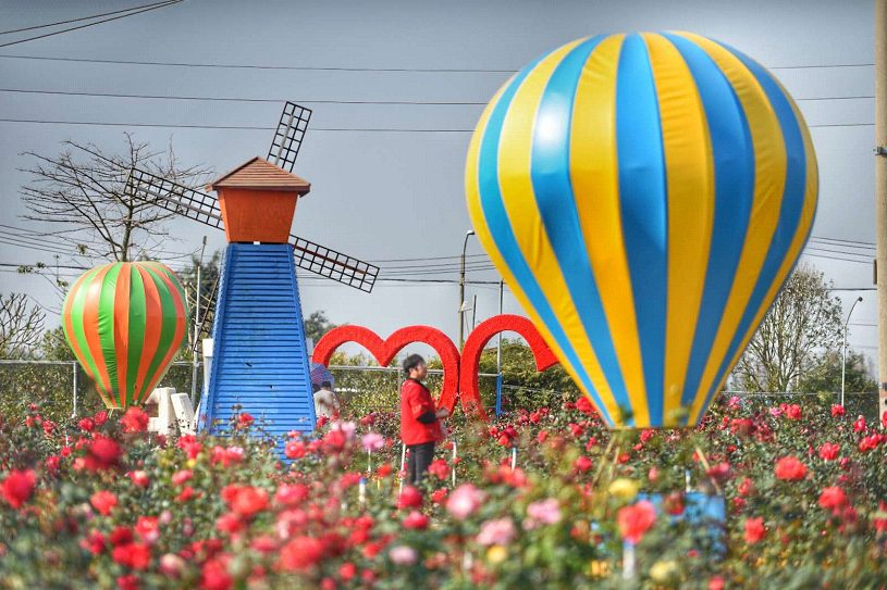 西江边,樱花开!横栏樱花节将从春节持续到5月5日