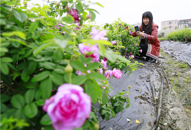 沉醉荼薇花海品尝荼薇美食小榄荼薇文化节开幕