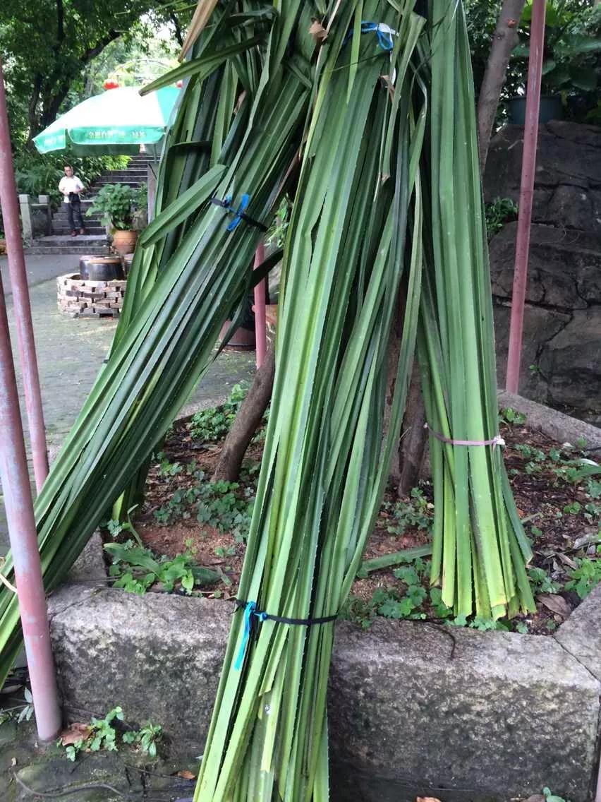 舌尖上的中国情有独粽端午将至芦兜飘香