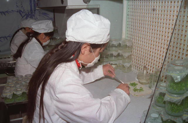 1999年，云南省农科院花卉研究中心的科技人员在实验室中无性繁殖组培花苗。
