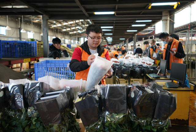 2022年11月11日，工作人员在昆明斗南花市给鲜花贴标签。快递物流时效不断优化、冷链运输技术持续提升，也为中国鲜花加速“出海”保驾护航。