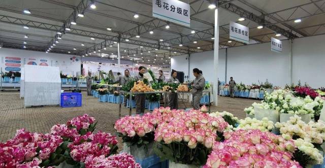 △云南丽江现代花卉产业园内，工人正在分类整理鲜花。