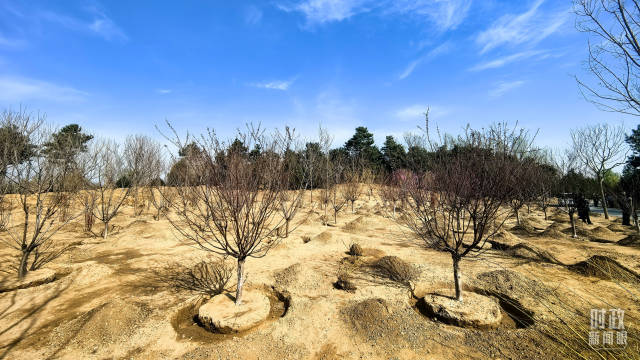 永定河畔植树点。（总台央视记者鄂介甫拍摄）