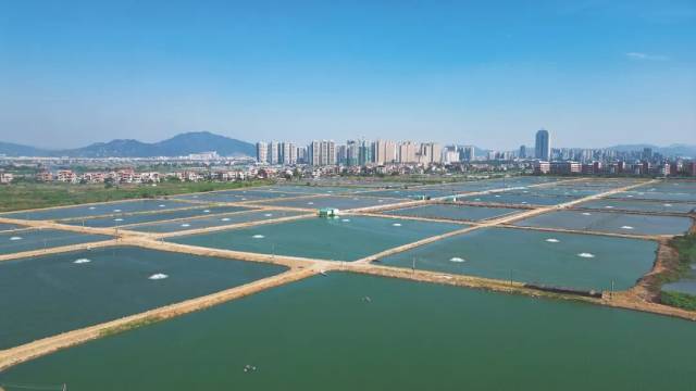 沙巴sb官方坦洲镇联一村、坦洲村一带鱼塘尾水整治后。
