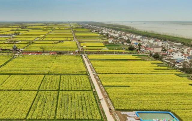这是湖南省临湘市江南镇长江村的油菜花海（2024年3月摄）。（舒学海 摄）