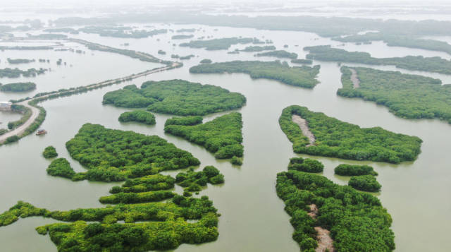 这是2023年4月10日拍摄的广东湛江红树林国家级自然保护区麻章金牛岛片区（无人机照片）。新华社记者 王瑞平 摄