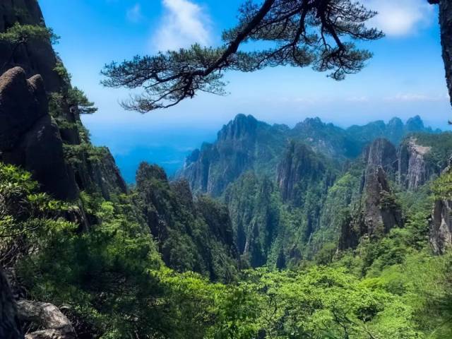黄山山顶奇松怪石风景。（图片来源：千图网）