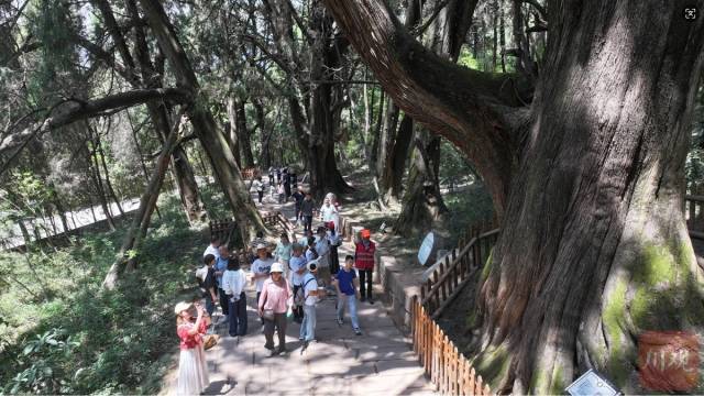 翠云廊成热门“打卡地”。图为游客在翠云廊景区游览。广元观察 高志农 摄