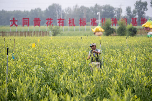 村民在位于云州区唐家堡村的大同黄花有机标准化种植基地内采摘黄花（2022年7月27日摄）。新华社记者 杨晨光 摄