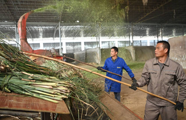 在广西来宾市兴宾区大湾镇双诚牧业有限公司，工人在粉碎甘蔗尾叶，准备制作饲料（2023年12月13日摄）。新华社记者 周华 摄