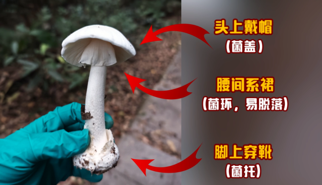 致命鹅膏 图源：深圳龙岗疾控
