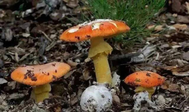 食用菌橙盖鹅膏 图源：深圳卫健委