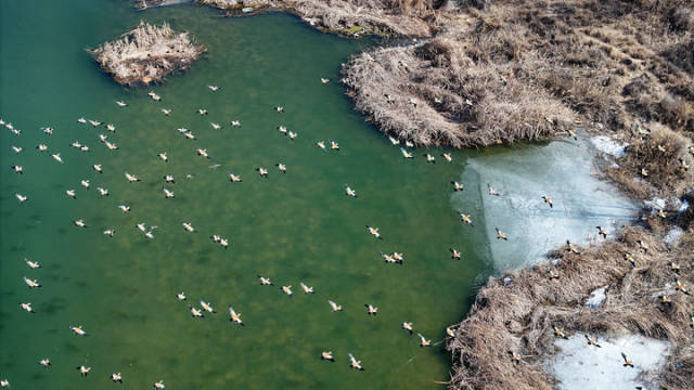 候鸟在黄河宁夏段一处湿地栖息、觅食（2025年2月26日摄，无人机照片）。新华社记者 王鹏 摄