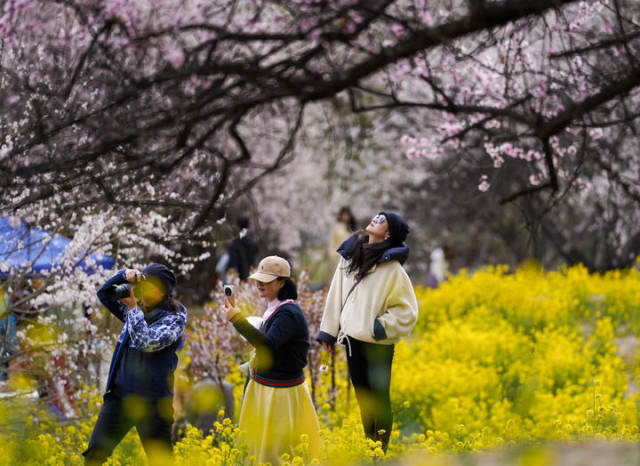 游客在西藏林芝市巴宜区嘎拉村欣赏桃花（2025年4月2日摄）。新华社记者 晋美多吉 摄