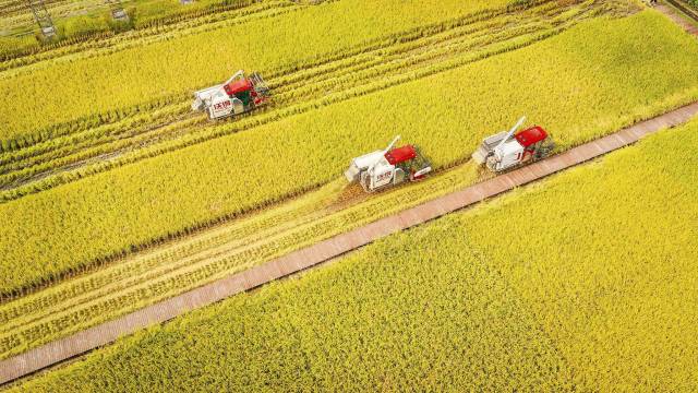 △2025年9月14日，四川成都崇州市隆兴镇十万亩粮食综合示范基地水稻喜获丰收。