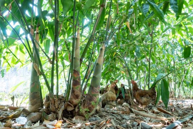圖為廣東清遠英德市大站鎮(zhèn)下樓村麻竹筍。（受訪者供圖）