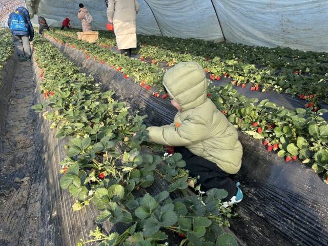 2026年1月22日，在河南洛阳孟津区送庄镇十里香现代农业观光园，前来研学的孩子们体验采摘草莓的乐趣。（受访者供图）