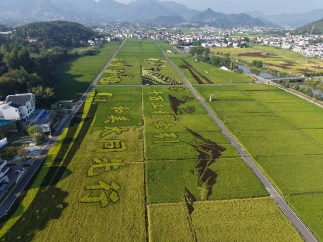 巨大的田园画卷展现出“千万工程”在乡村建设中的生动实践，图为建德大同稻香小镇稻田。图源：潮新闻客户端