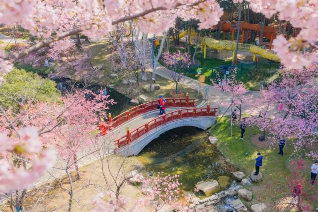 △人们在湖北武汉东湖樱园游玩。