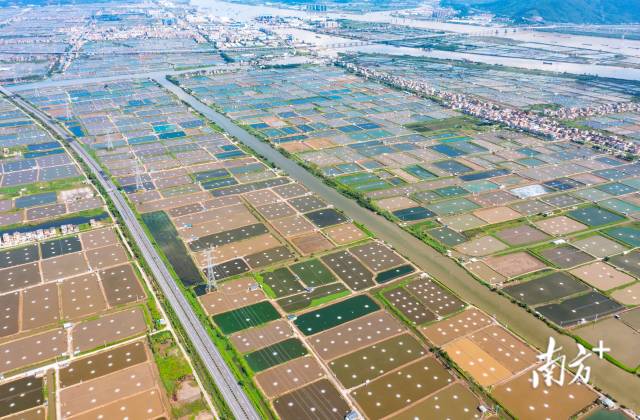 珠海海鲈占全国总产量的64%,全产业链产值达186亿元。关铭荣 摄