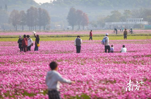 中山正在大力发展香山稻海、岐澳古道、岐江河一河两岸“香山会客厅”三大镇村片区组团。图为香山稻海镇村片区组团的崖口村。南方+记者 叶志文
