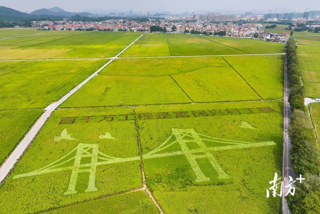 中山正在大力发展香山稻海、岐澳古道、岐江河一河两岸“香山会客厅”三大镇村片区组团。图为香山稻海镇村片区组团的崖口村。叶志文 摄