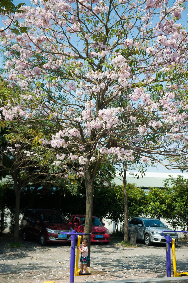还在刷黄花风铃木?现在流行的是"小粉花"!中山这个地方就有很多!