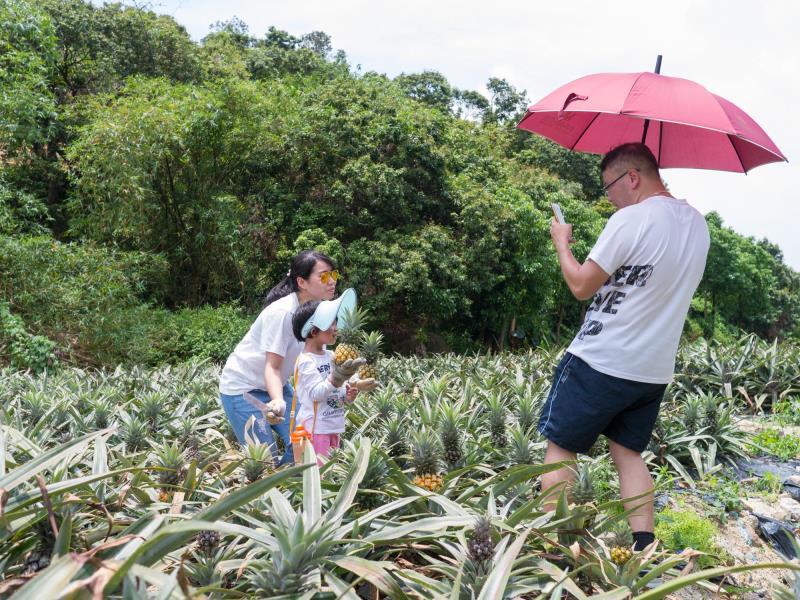 在刚刚过去的五一小长假 神湾镇主办的 第三届2018神湾菠萝文化游园