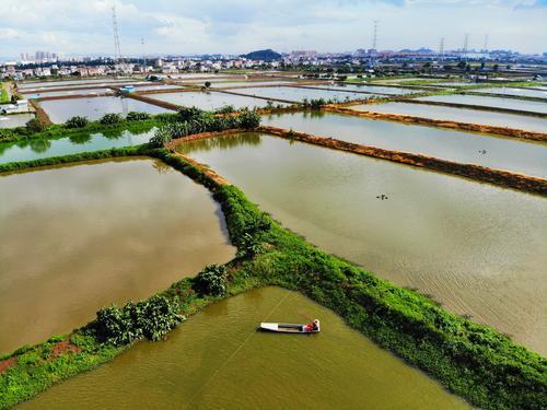 景初叔承包的100亩鱼塘