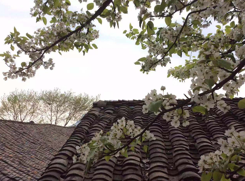 向坤山老屋门前有两颗老梨树是父母结婚时种的纪念树