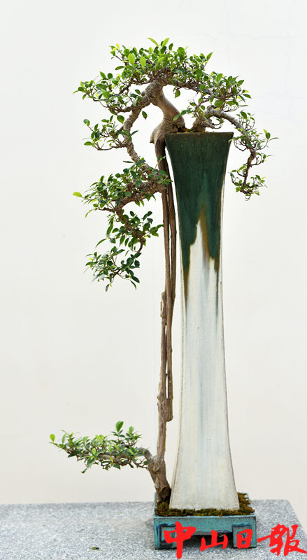 惊艳!北京世园会获奖盆景作品亮相粤港澳台盆景艺术博览会