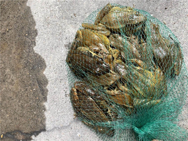 港口一男子捕捉22只野生青蛙"加餐"被刑拘!