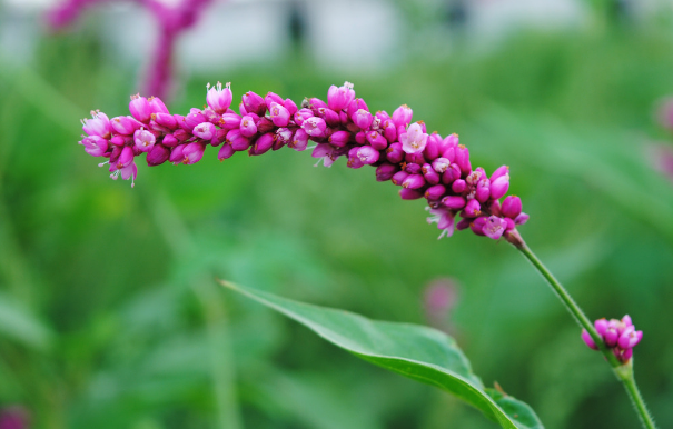 陈小平‖水蓼草,土酒药(散文)
