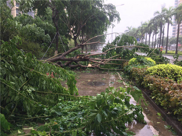 公园封园,树木倒下……直击台风登陆后的中山