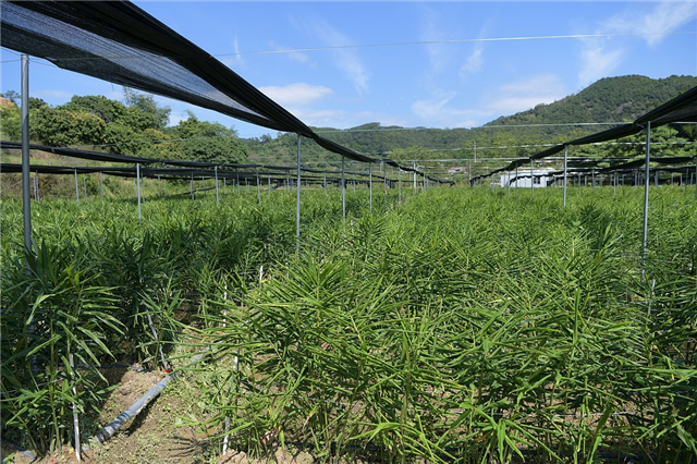 潮州肇庆行(1)饶平石壁村:南姜"复活"了 ,村民富