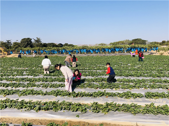 在南区旭景生态农场,仅元旦节当天,园区种植的10余亩草莓就被采摘一空
