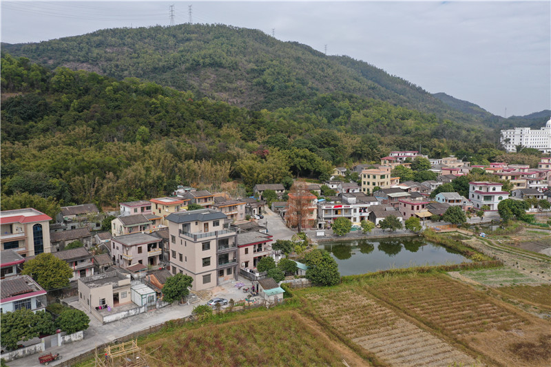 五桂山桂南村有不少改造一新的民宿 记者 孙俊军 摄
