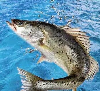 梁冬霓‖水乡斗门有海鲈(南国/纪实)