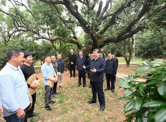 4月10日至13日，中共中央總書記、國家主席、中央軍委主席習(xí)近平在廣東考察。這是11日下午，習(xí)近平在茂名高州市根子鎮(zhèn)柏橋村荔枝種植園，同現(xiàn)場技術(shù)人員親切交流。新華社記者 李學(xué)仁 攝