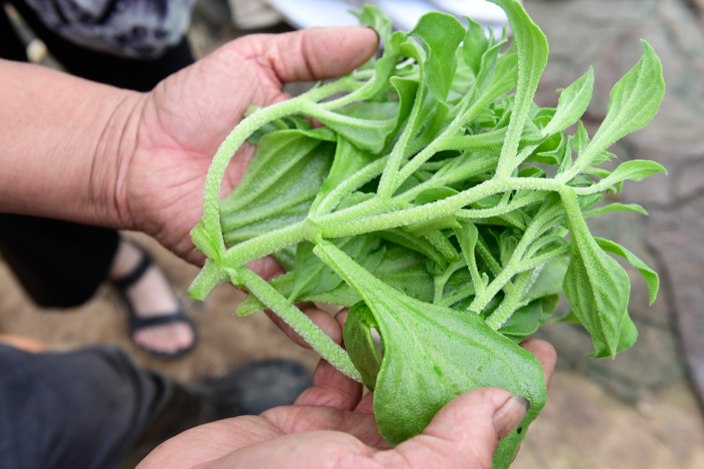 沙拉冰菜图片