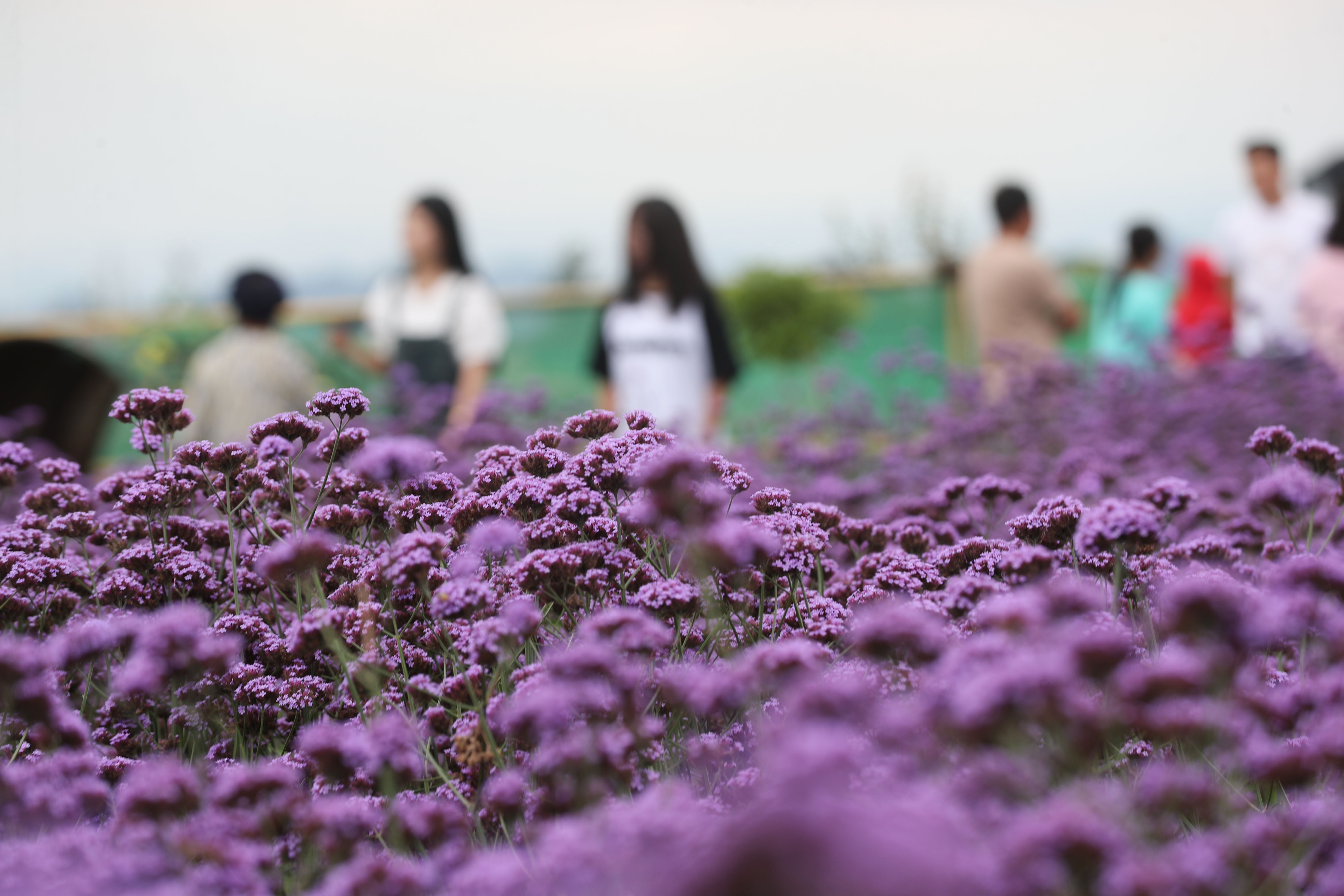 贵阳花溪最大花卉市场图片