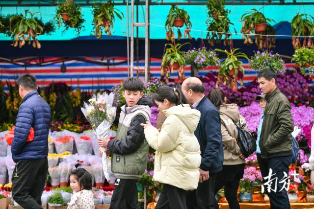 市民纷纷全家出动，前来挑选心仪的年花、年货。南方+记者 曾亮超 摄