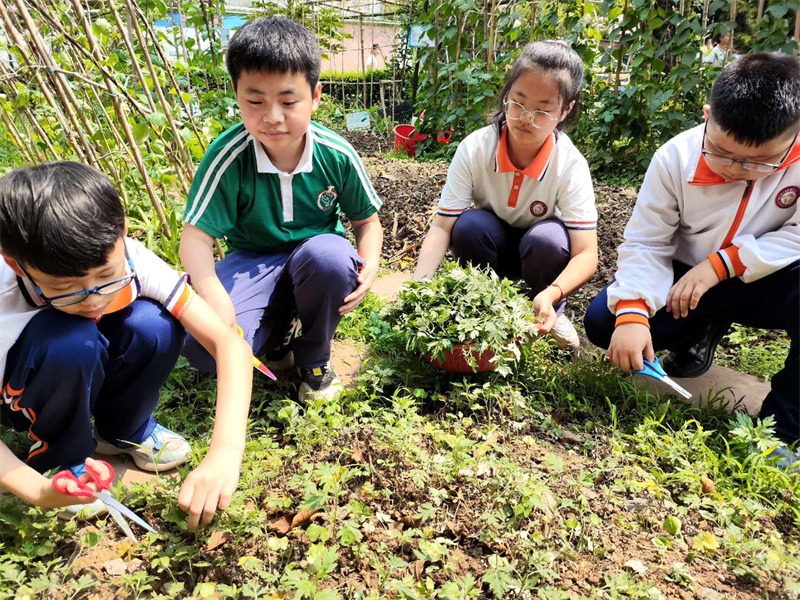 王俊凯蟠龙小学图片