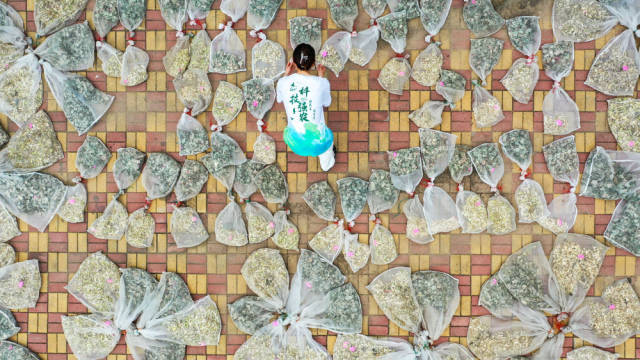 2024年7月25日，在位于吉林省四平市梨树县四棵树乡三棵树村的“科技小院”，中国农业大学在读硕士生张净然整理采集到的玉米样品（无人机照片）。