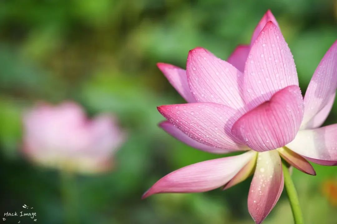 照片4荷花.jpg