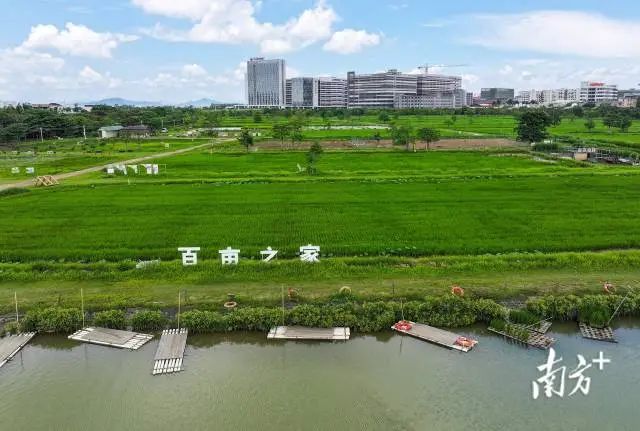 “百亩之家”成为都市人亲近自然、体验农耕的乐园。 南方+ 叶志文 拍摄
