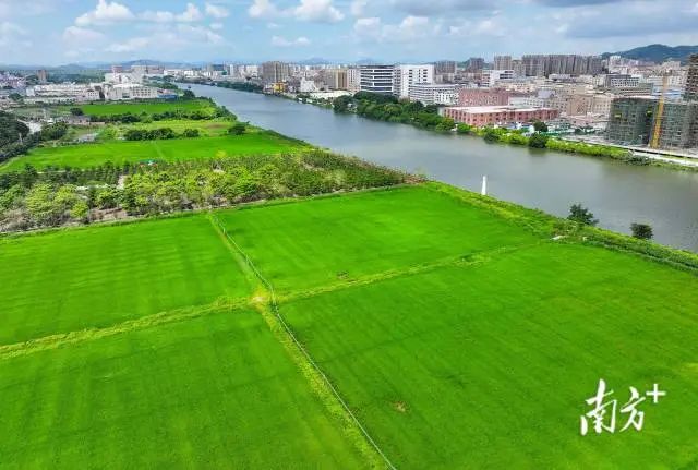 在南区街道福涌村，段龙冉承包了200亩田种植水稻。 南方+ 叶志文 拍摄