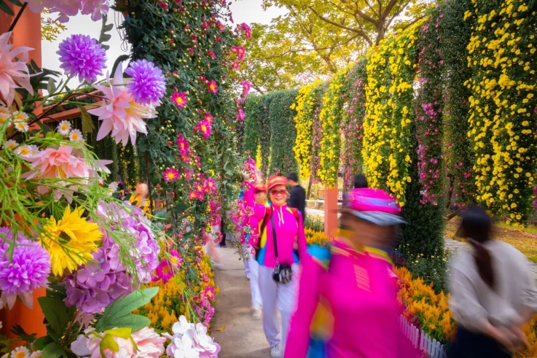 2025.12.02菊花会花景及志愿者_陈健鸿_摄243.JPG